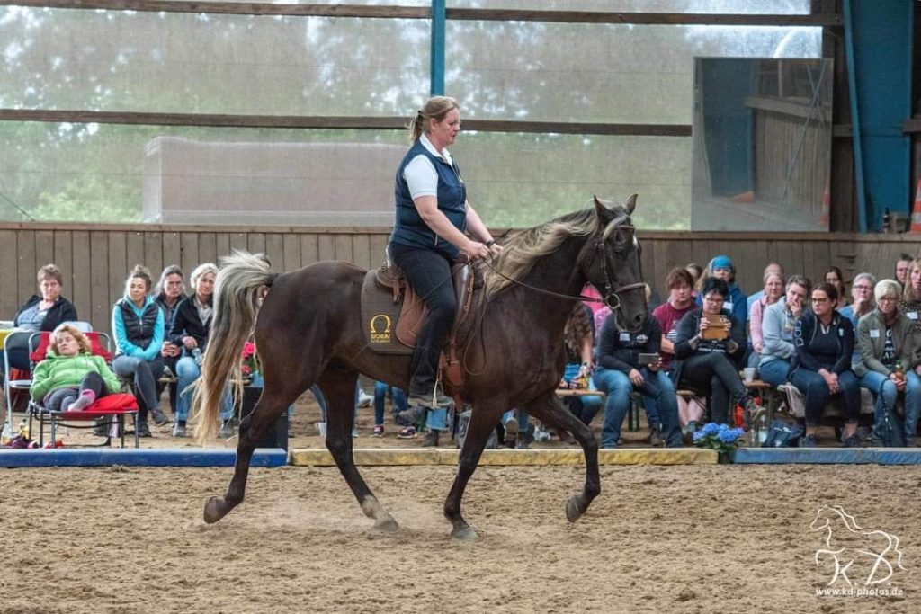 Rocky Mountain Horse Gait Tölt