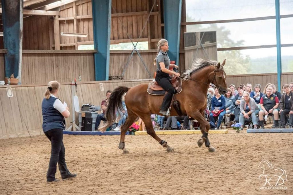 Tennessee Walker x Töltender Traber