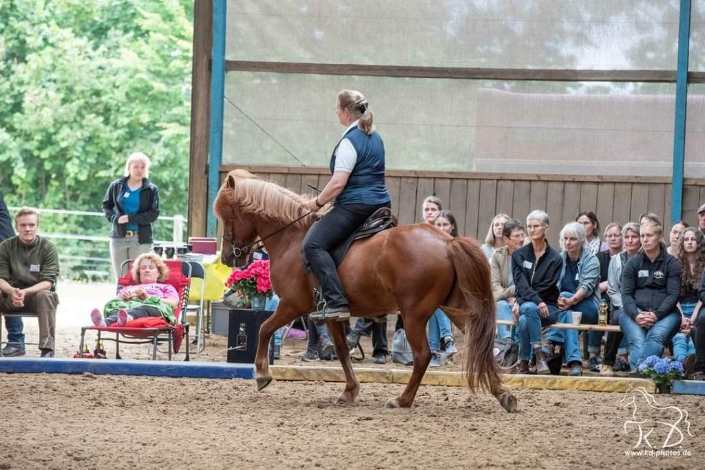 Islandpferd Tölt Gymnastizierung