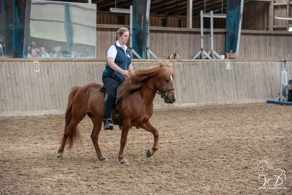 Islandpferd Tölt Gymnastizierung