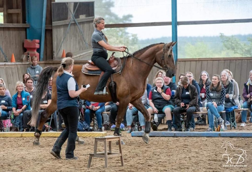 Tennessee Walker x Töltender Traber