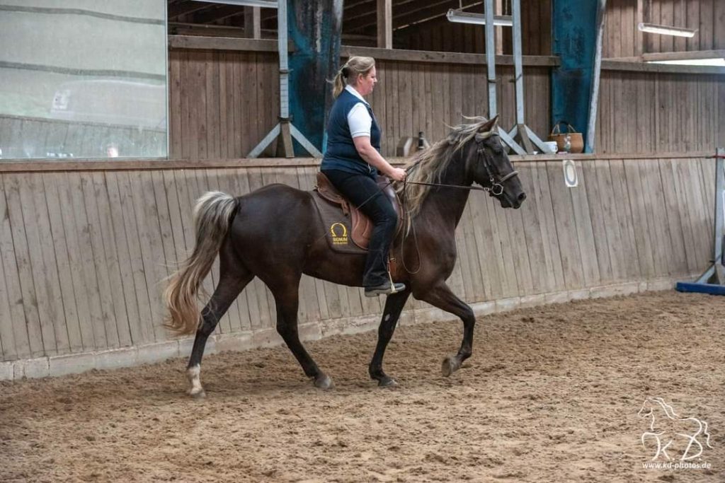 Rocky Mountain Horse Gait Tölt