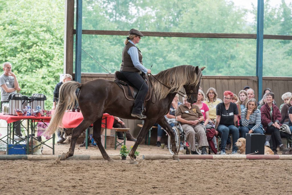 Kaja Stührenberg Rocky Mountain Horse Gait Tölt